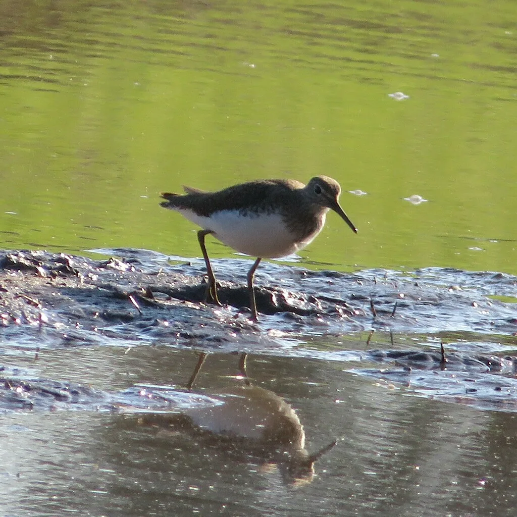 Green Sandpiper