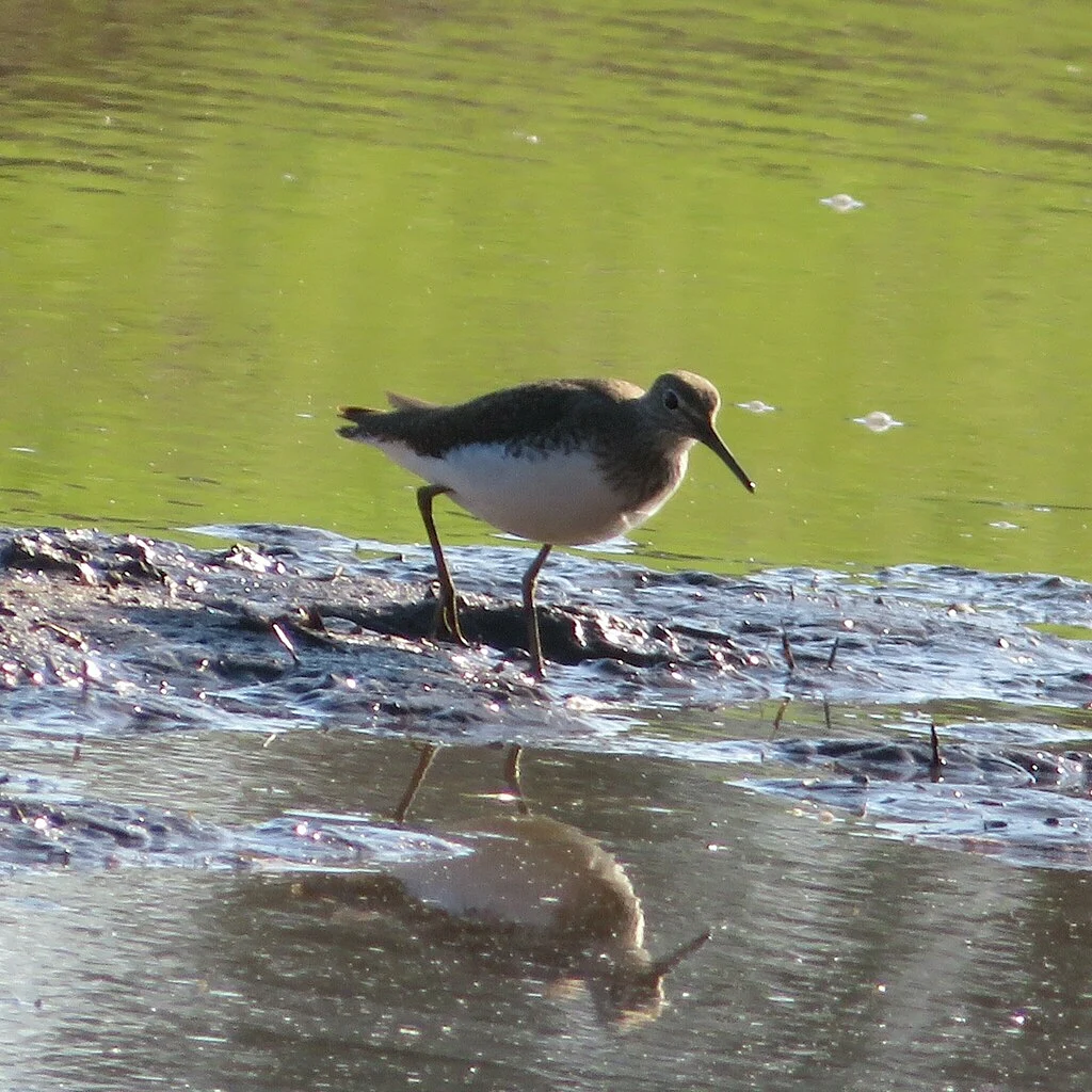 Green Sandpiper