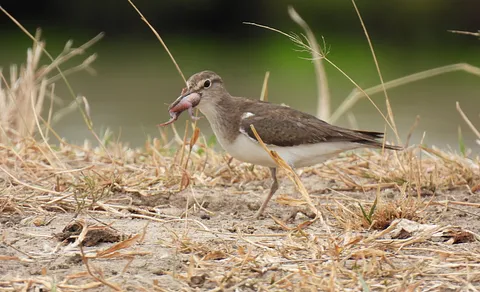 Common Sandpiper (Actitis hypoleucos) — photo 3 of 5