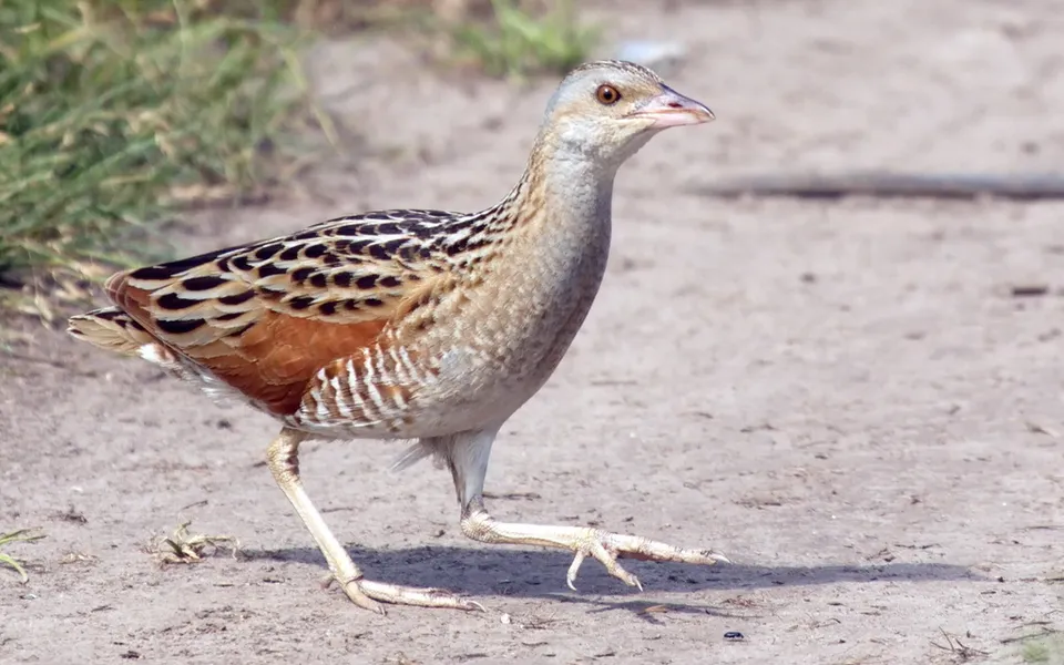 Corn Crake (Crex crex) — photo 4 of 5