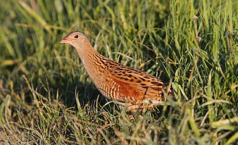 Corn Crake (Crex crex) — photo 3 of 5