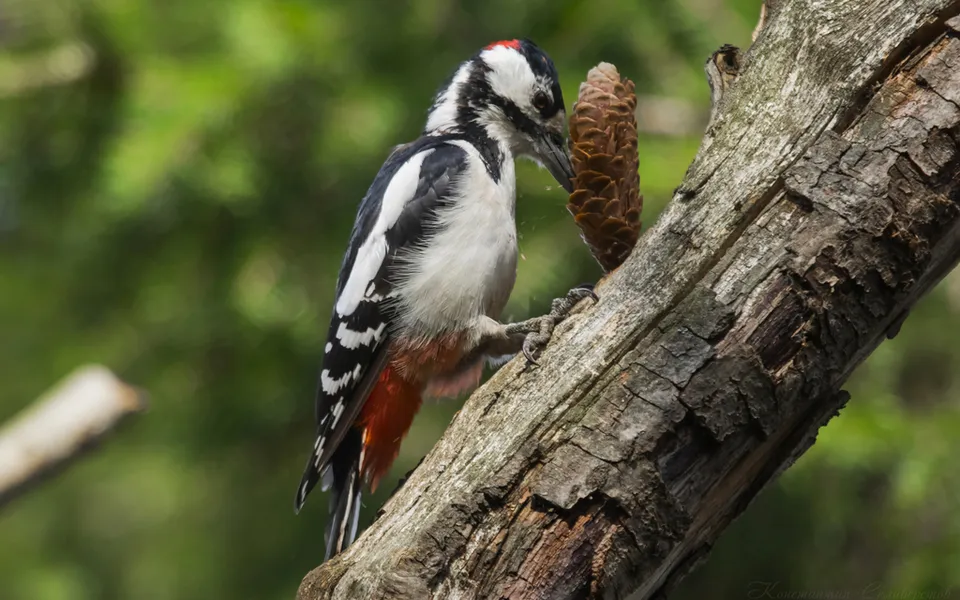 Great Spotted Woodpecker (Dendrocopos major) — photo 2 of 5