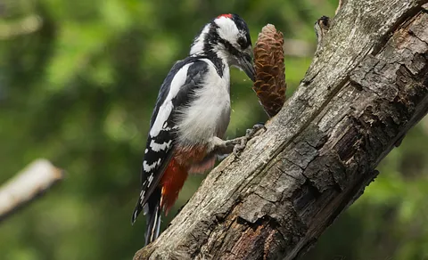 Great Spotted Woodpecker (Dendrocopos major) — photo 2 of 5