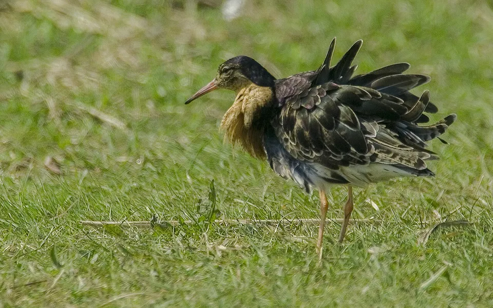 Ruff (Calidris pugnax) — photo 3 of 5
