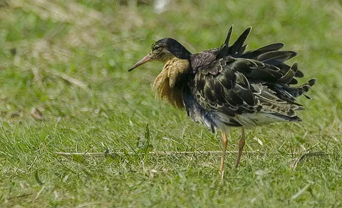 Ruff (Calidris pugnax) — photo 3 of 5