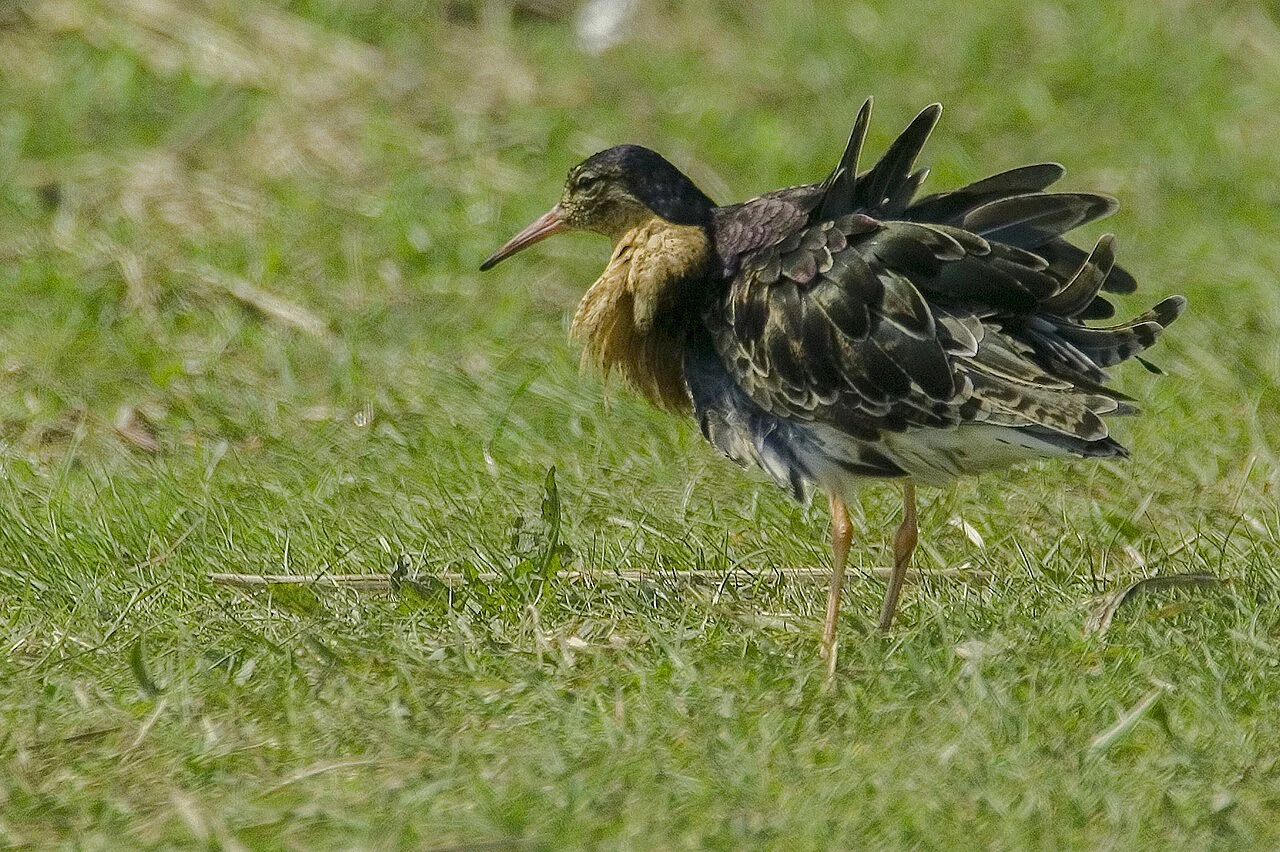 Ruff (Calidris pugnax) — photo 3 of 5