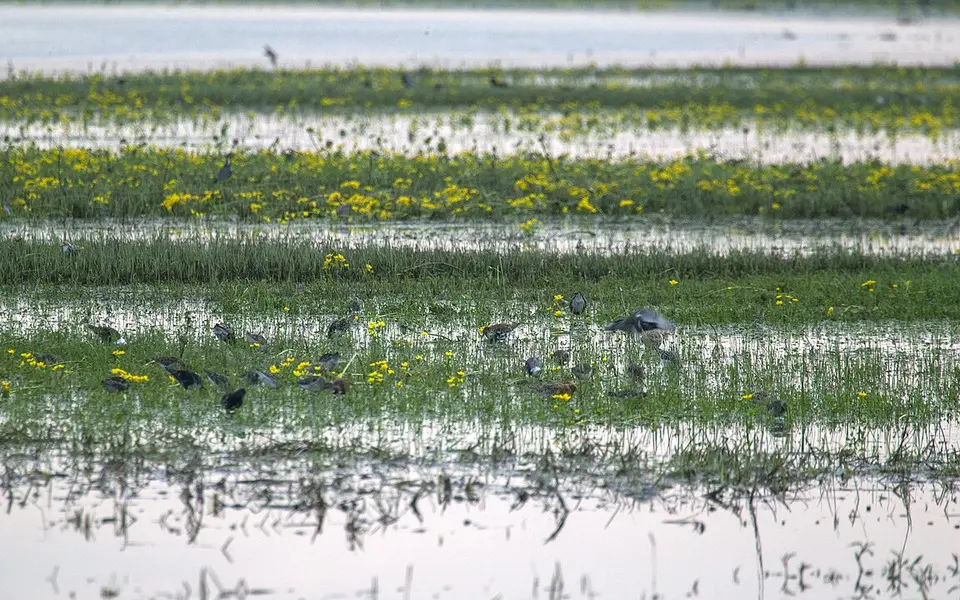 Ruff (Calidris pugnax) — photo 4 of 6