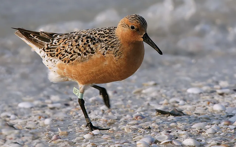 Red Knot (Calidris canutus) — photo 4 of 4