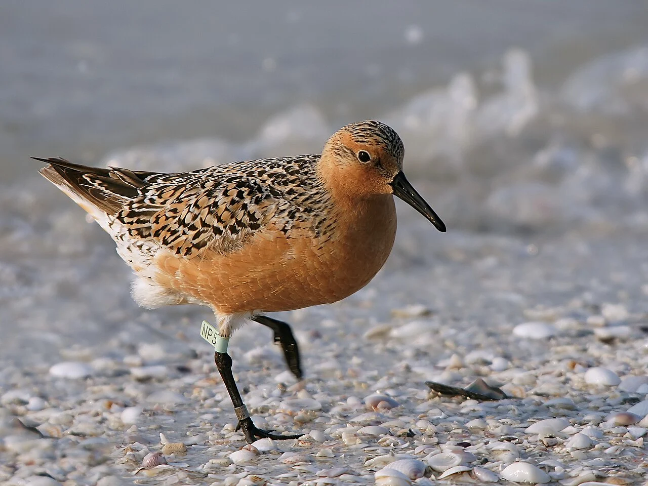 Red Knot (Calidris canutus) — photo 4 of 4
