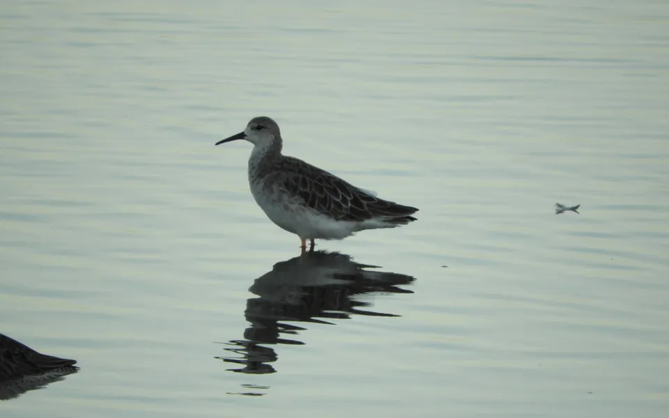 Ruff (Calidris pugnax) — photo 4 of 5