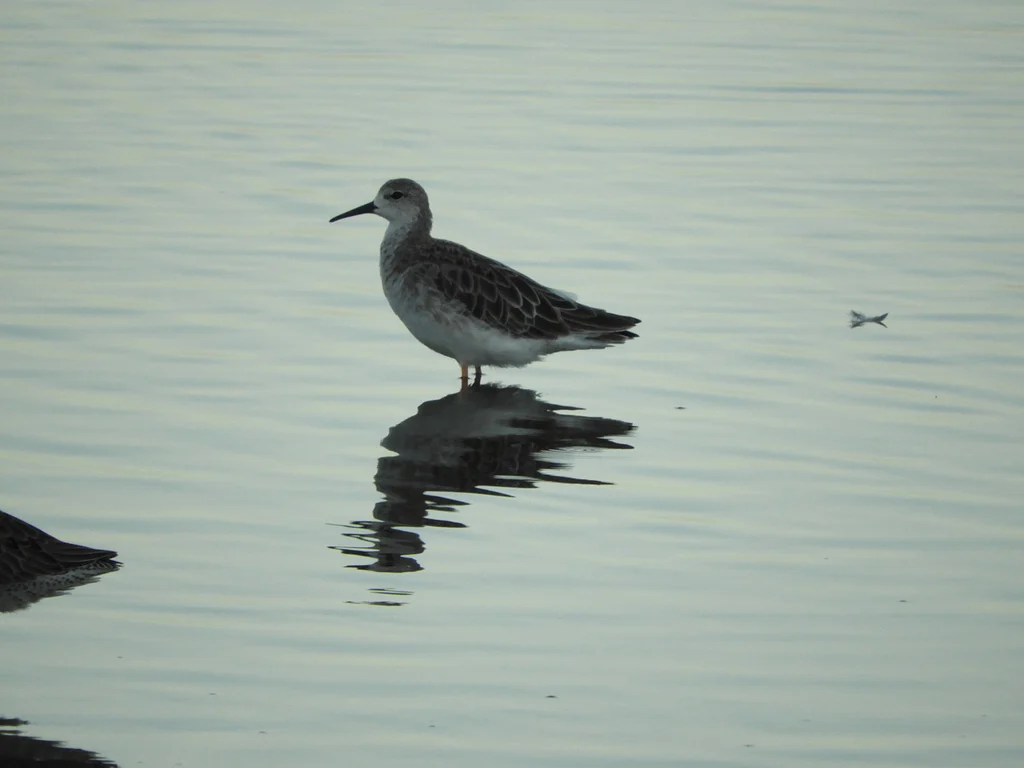 Ruff (Calidris pugnax) — photo 4 of 5