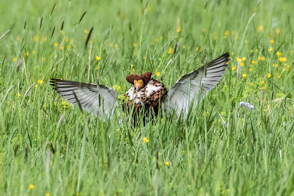 Ruff (Calidris pugnax) — photo 5 of 5