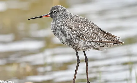 Spotted Redshank (Tringa erythropus) — photo 3 of 3