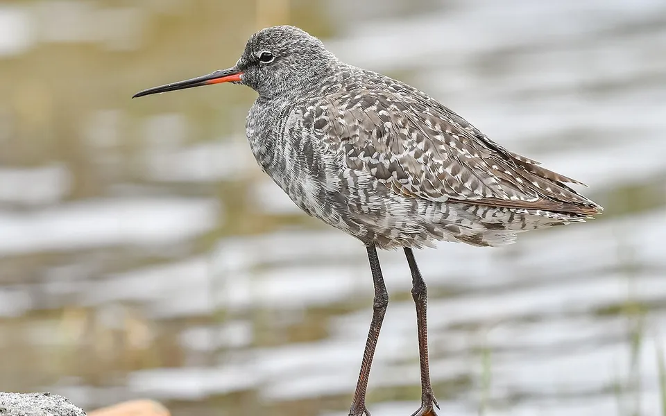 Spotted Redshank (Tringa erythropus) — photo 3 of 3