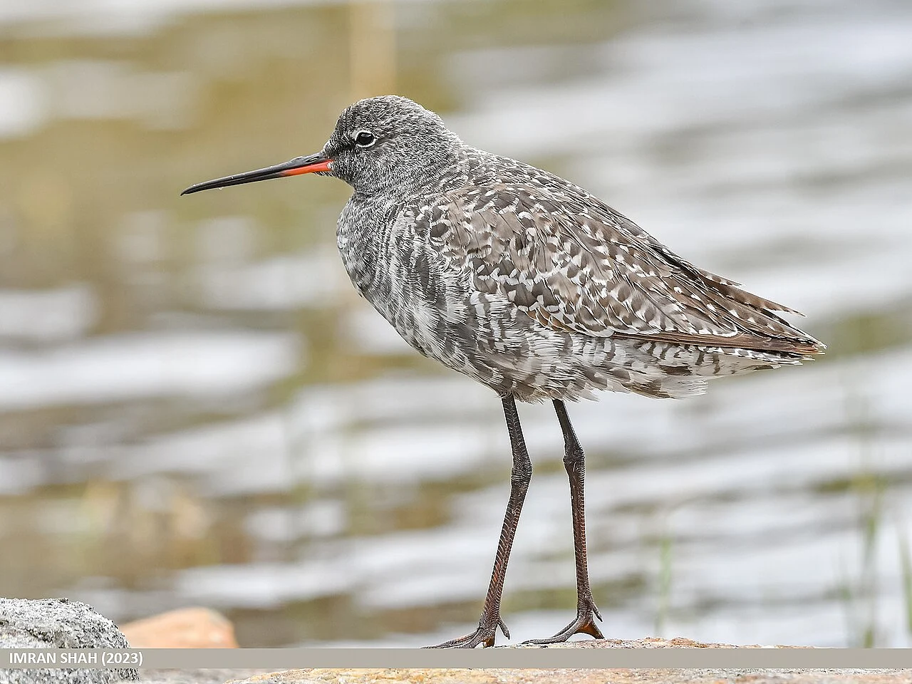 Spotted Redshank (Tringa erythropus) — photo 3 of 3