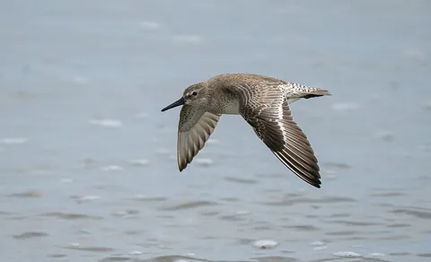 Red Knot (Calidris canutus) — photo 3 of 4