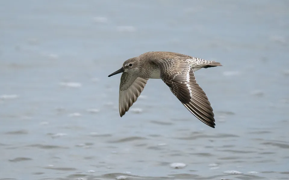 Red Knot (Calidris canutus) — photo 3 of 4