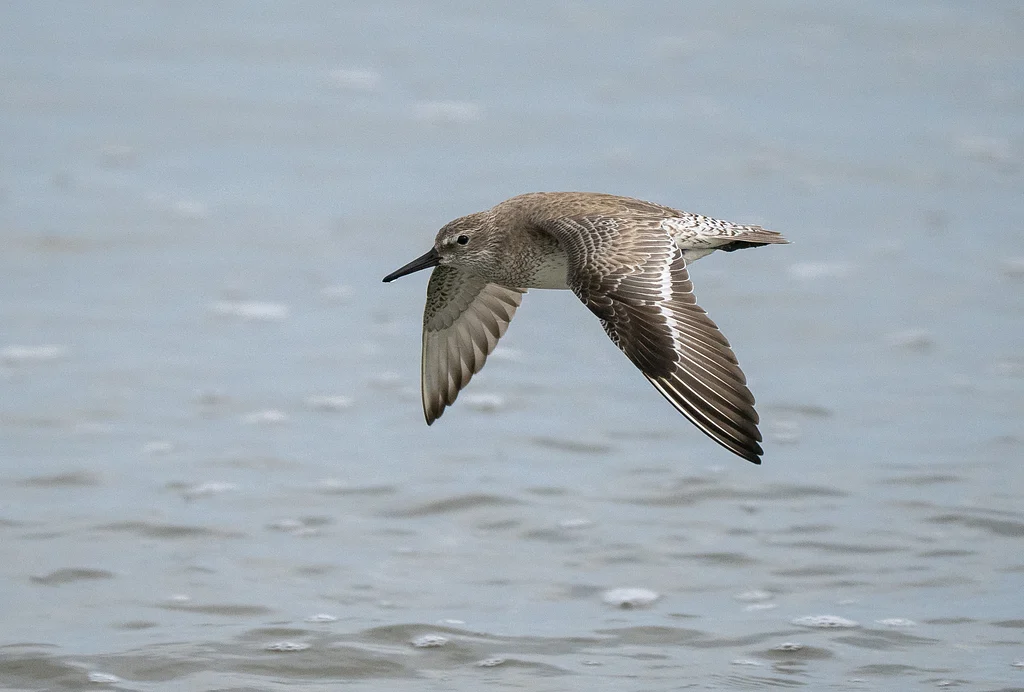 Red Knot (Calidris canutus) — photo 3 of 4