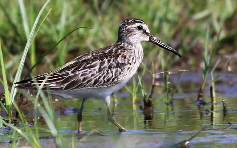 Broad-billed Sandpiper (Calidris falcinellus) — photo 2 of 2