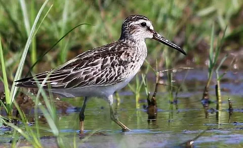 Broad-billed Sandpiper