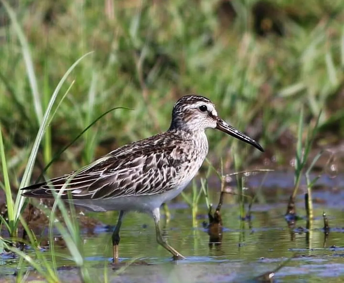 Broad-billed Sandpiper