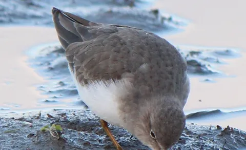 Temminck's Stint
