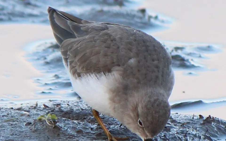 Temminck's Stint (Calidris temminckii) — photo 3 of 5