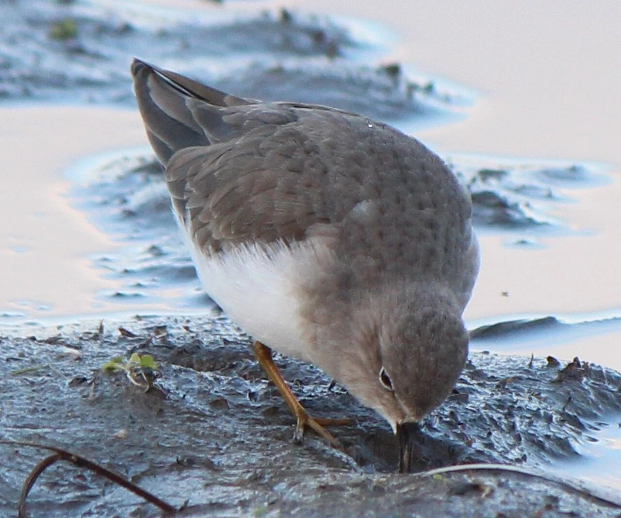 Temminck's Stint