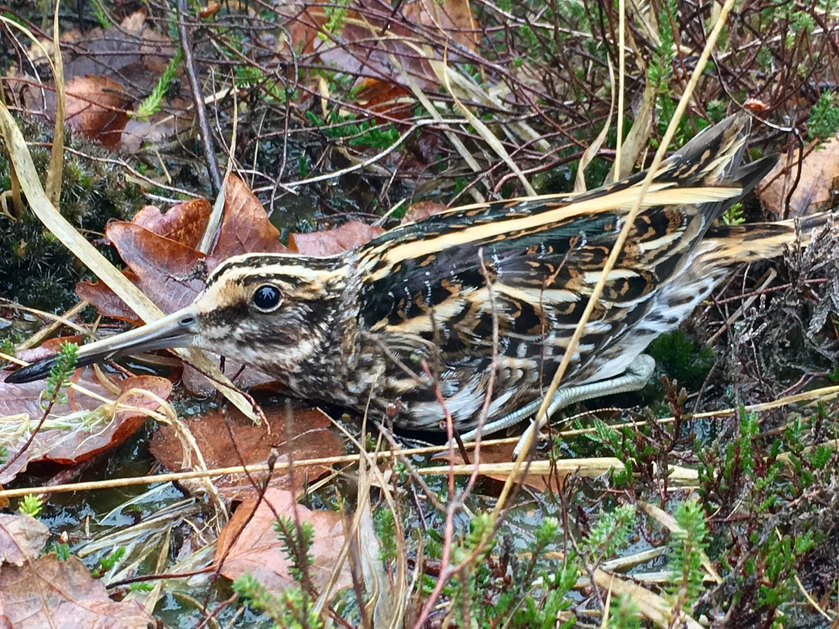 Jack Snipe