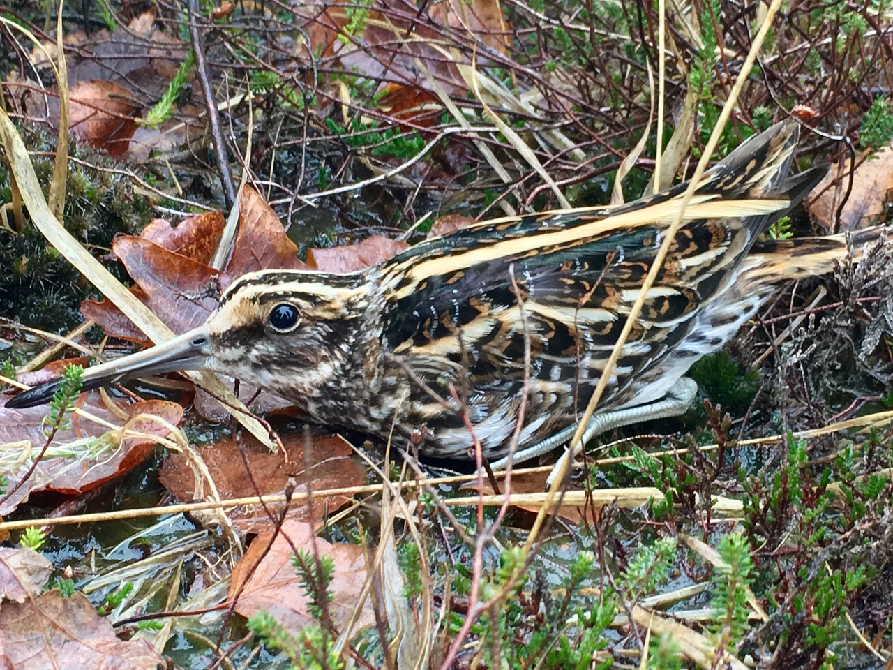 Jack Snipe