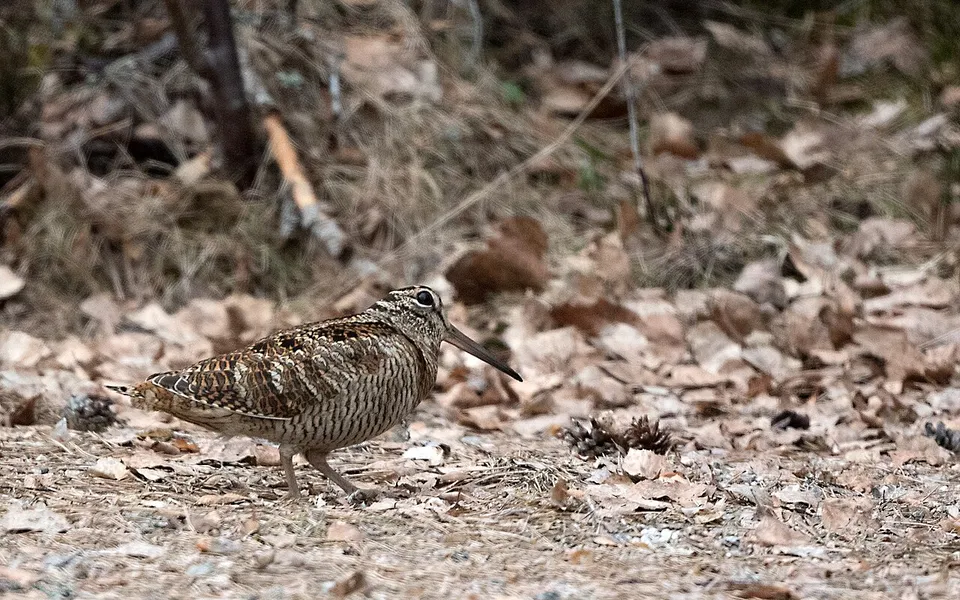 Eurasian Woodcock (Scolopax rusticola) — photo 2 of 4