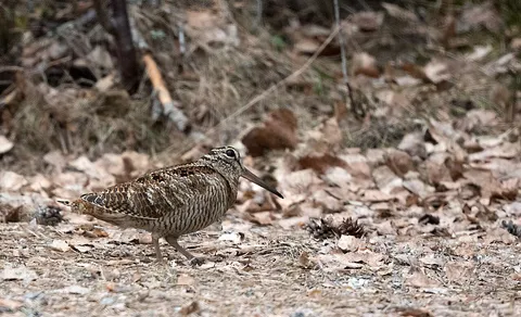 Eurasian Woodcock (Scolopax rusticola) — photo 2 of 4