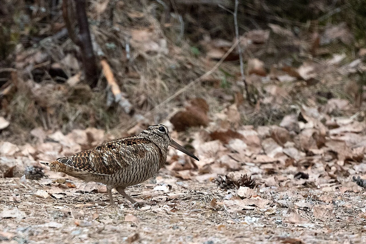 Вальдшнеп