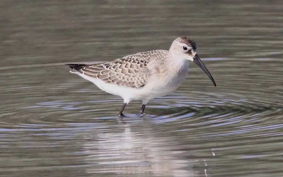 Curlew Sandpiper (Calidris ferruginea) — photo 3 of 3