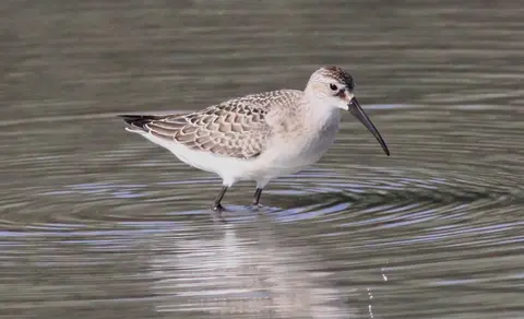 Curlew Sandpiper (Calidris ferruginea) — photo 3 of 3