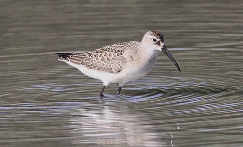 Curlew Sandpiper