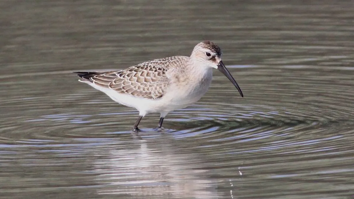 Curlew Sandpiper
