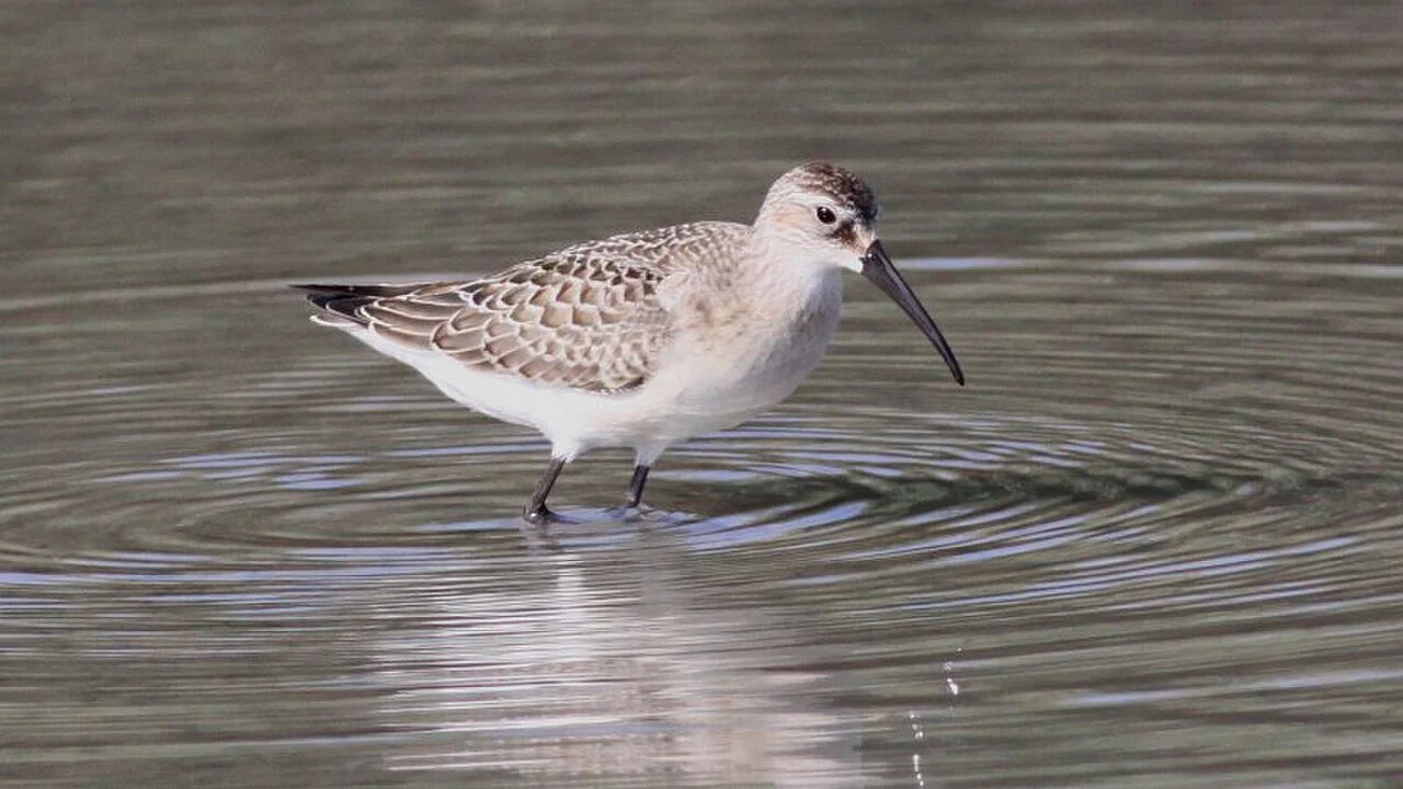 Curlew Sandpiper