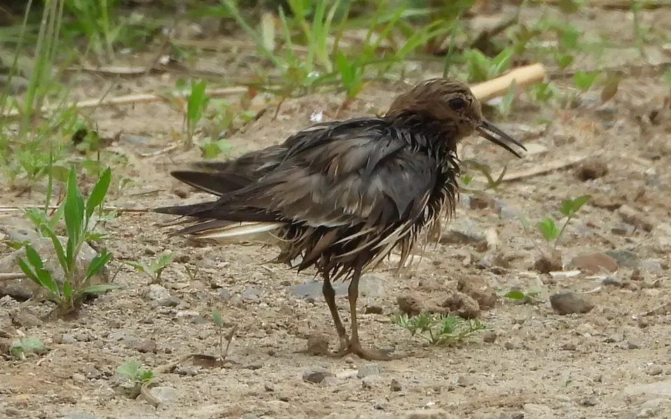 Temminck's Stint (Calidris temminckii) — photo 4 of 5
