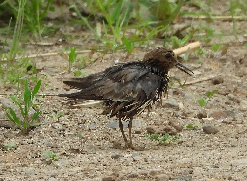 Temminck's Stint