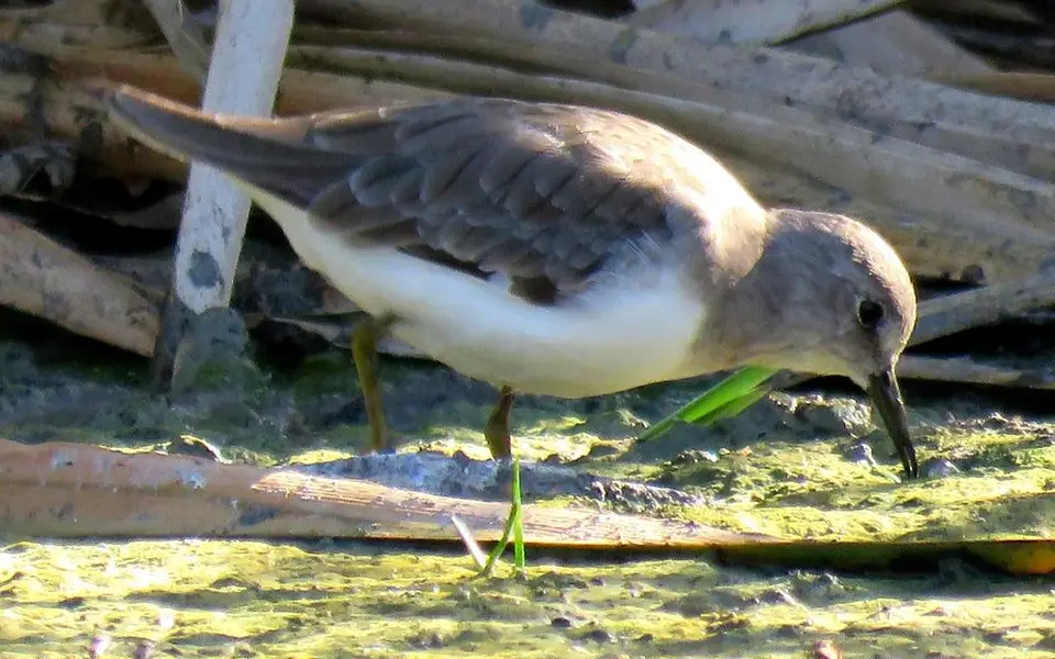 Temminck's Stint (Calidris temminckii) — photo 2 of 5