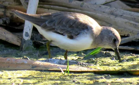 Temminck's Stint