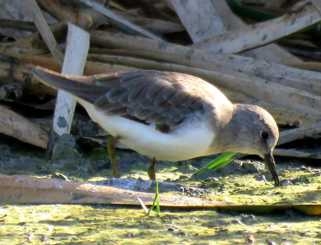 Temminck's Stint
