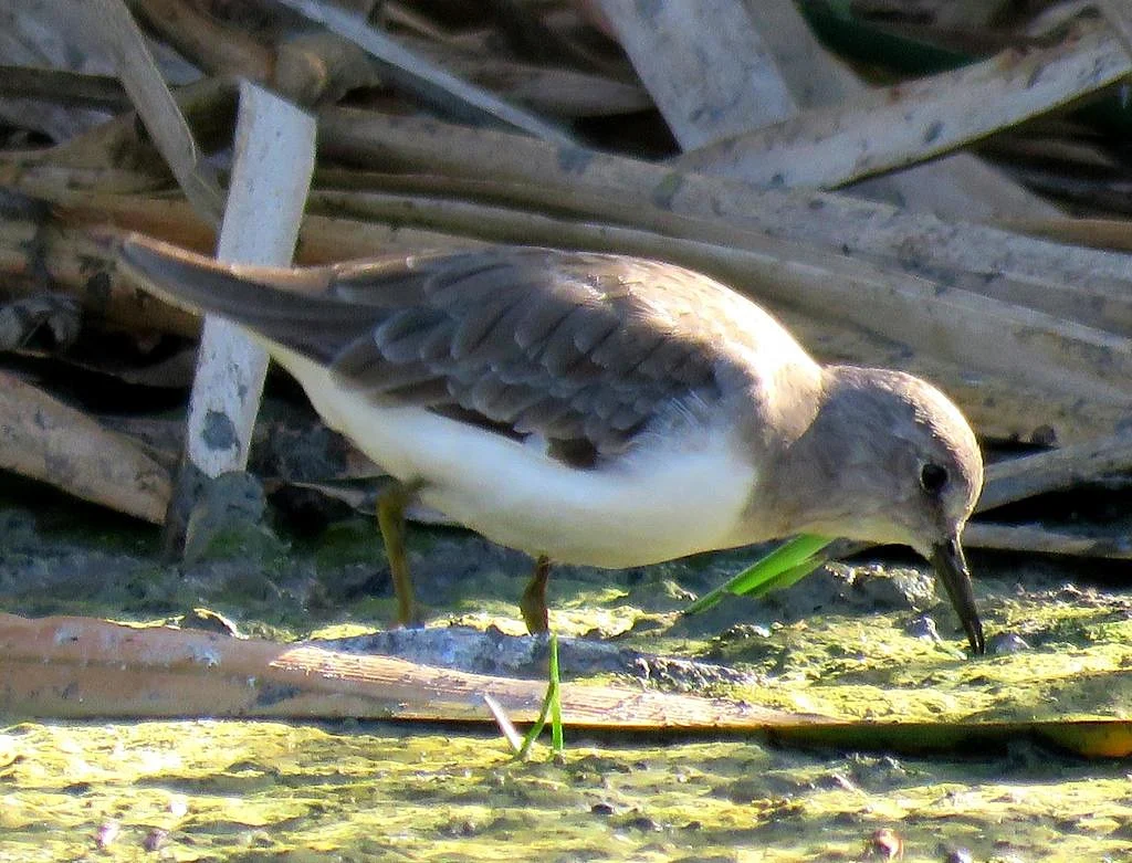 Temminck's Stint