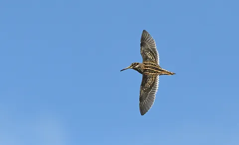 Jack Snipe