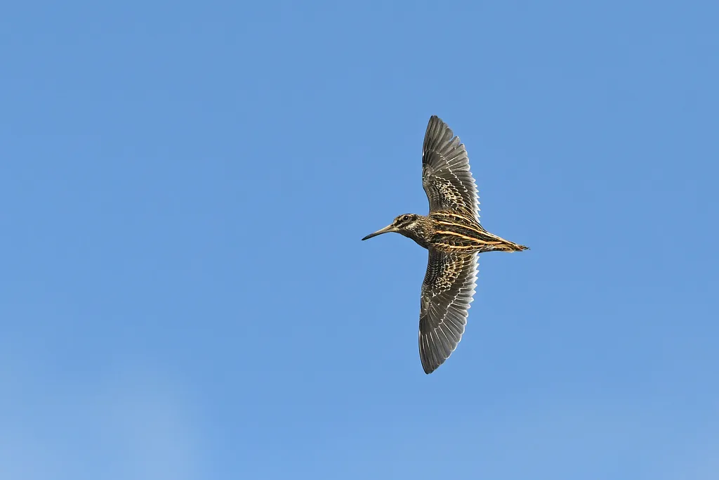 Jack Snipe