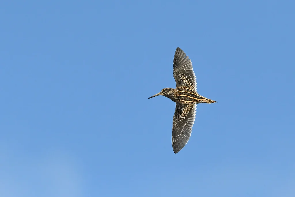 Jack Snipe
