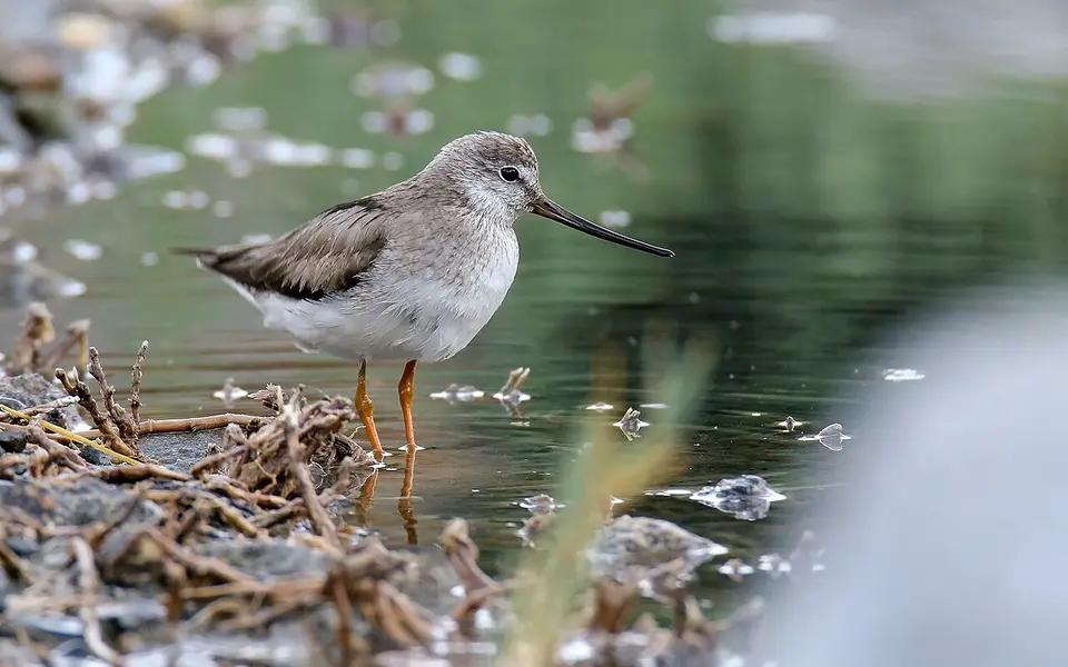 Terek Sandpiper (Xenus cinereus) — photo 2 of 4