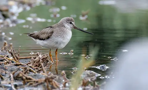 Terek Sandpiper (Xenus cinereus) — photo 2 of 4