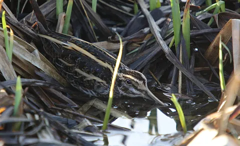 Jack Snipe